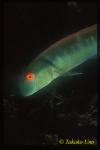 Collarded Knife Wrasse, Cymolutes torquatus 01