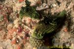 Nembrotha milleri 01 80mm Kd.  Note the super extending mating organ.  The big one - mating and eating same time.