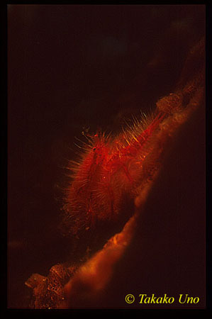 Elegant Squat Lobster 01 torchlight shot