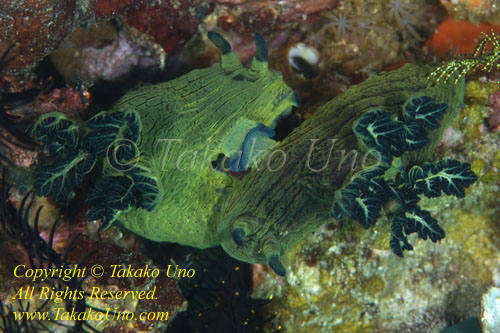 Nembrotha milleri Nudi 19tc mating 9287