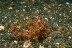 Sicyonia cristata Shrimp 01