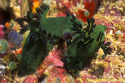 Nembrotha milleri 01 mating 75mm