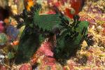 Nembrotha milleri 01 mating 75mm