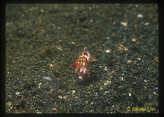 Flamboyant Cuttlefish 05 faces the world