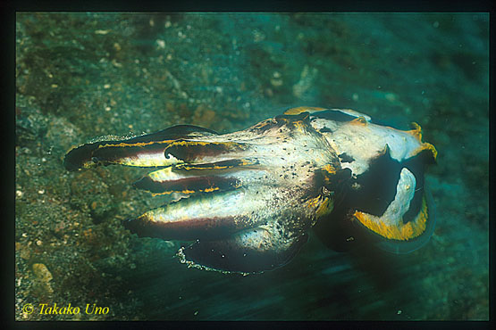 Flamboyant Cuttlefish 07