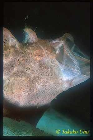 Frogfish, Giant Frogfish 04 juvenile yawning