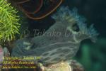 Nembrotha sp or mullineri Nudi color morph if mullineri 18tc 9285