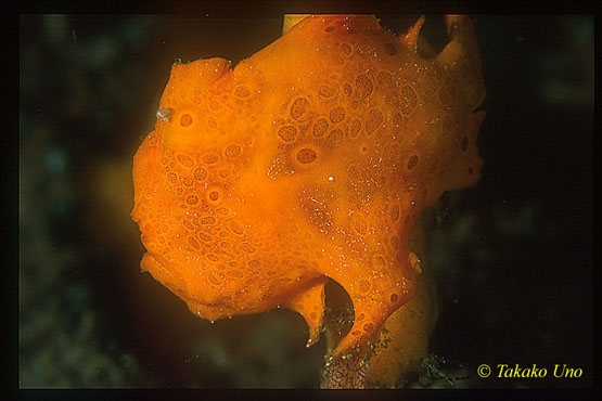 Frogfish, Giant Frogfish 03 juvenile No Eye