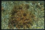 Frogfish, Lembeh Frogfish 01