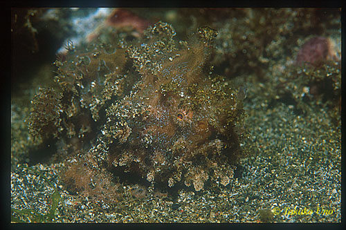 Frogfish, Lembeh Frogfish 02