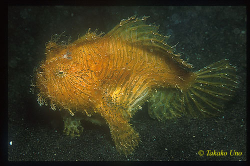 Frogfish, Hispid Frogfish 05 ate flounder (still moving) big belly