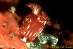 Nembrotha mullineri 03 35mm