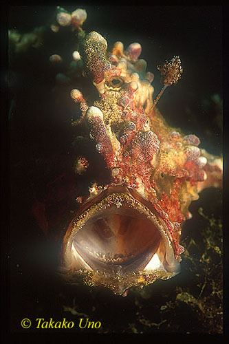 Frogfish, Warty or Clown Frogfish 01