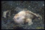 Frogfish, Painted Frogfish 01 hunting, see lure flag extending