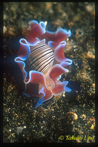 Rose Petal Bubble Shell, Hydatina physis 01