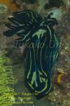 Nembrotha unidentified Nudi 15t 9247