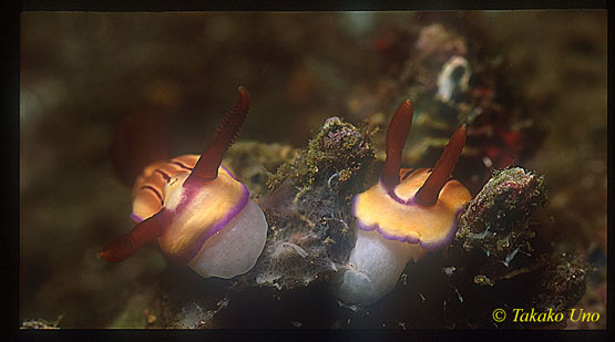 Emma's Hypselodoris, emmae 01 feeding