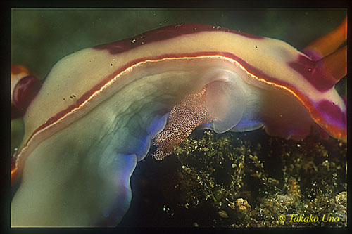 Hypselodoris Nudibranch sp 01 laying eggs