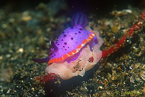 Marie's Mexichromis, mariei 01 laying eggs