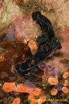 Nembrotha kubaryana 39tc 0024 bl