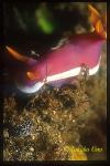 Hypselodoris apolegma & Dendrodoris carbunculosa juv 01