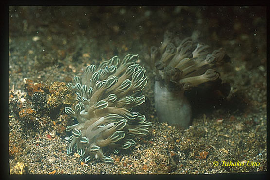 Unidentified Nudibranch 02a & Xenia Coral