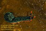 Nembrotha kubaryana Nudi 14t 0081
