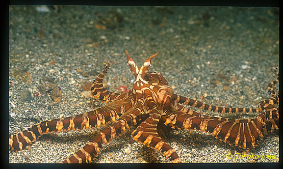 Wunderpus 04