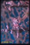 Pygmy Seahorse 01