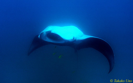 Manta Ray 01c