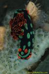 Nembrotha kubaryana Nudi 01c