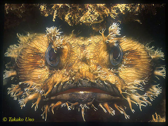 Toadfish 01a