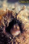 Spot-faced Blenny 01