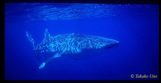 Whale Shark 02