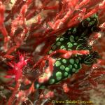 Okenia kondoi 12mm & Nembrotha cristata 45mm mb.  Note:  Okenia kondoi has a pointed head and has only 4 pairs of elongated