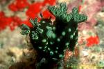 Nembrotha cristata 01 40mm mating