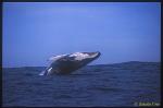 Humpback Whale 06