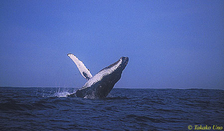 Humpback Whale 03