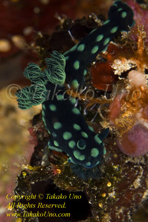 Nembrotha cristata 0076