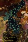 Nembrotha cristata 0076