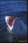 Great White ts 111