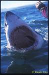 Great White ts 112