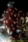 Nembrotha sp 02 50mm, note that rhinophores have white ring at base.