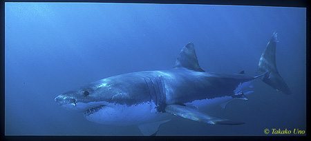 Great White uw 108