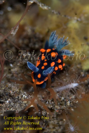 Nembrotha unidentified 8637