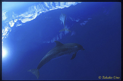 Atlantic Spotted Dolphins azores ts 03a