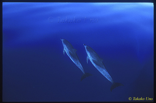 Atlantic Spotted Dolphins azores ur ts 01