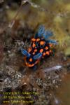 Nembrotha unidentified 8637