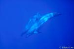 Bottlenosed Dolphins 01 082003