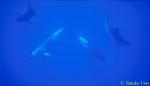 Bottlenosed Dolphins 02 082003